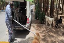 زنده‌گیری روزانه سگ‌های بی‌سرپرست در باغ رضوان/ ‌مردم از غذادهی به سگ‌ها خودداری کنند
