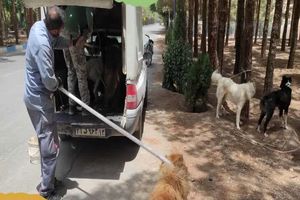 زنده‌گیری روزانه سگ‌های بی‌سرپرست در باغ رضوان/ ‌مردم از غذادهی به سگ‌ها خودداری کنند
