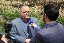 صاعقه نی زارهای تالاب میقان را به آتش کشید