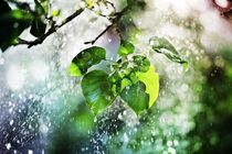 فعالیت سامانه بارشی در اواسط هفته آینده 