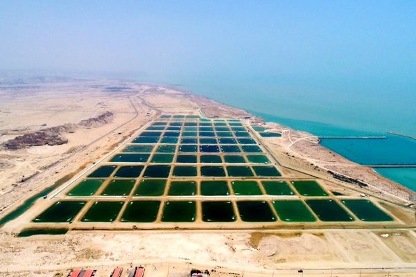 پرورش میگوی متراکم، گامی در افزایش بهره‌وری شیلاتی