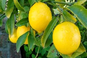 آغاز برداشت لیموترش لیسبون از باغ های رودان 