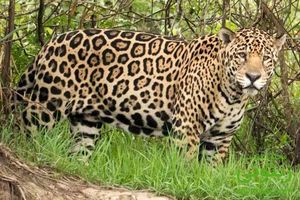 پلنگ مرد میانسال را زخمی کرد