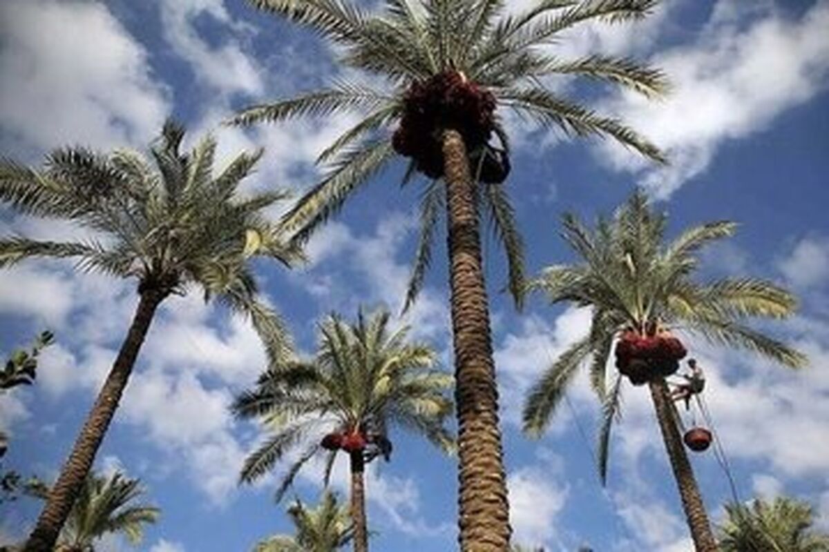 نهال مثمر 