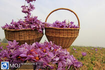 صادرات زعفران خراسان رضوی چگونه سامان‌دهی می شود؟
