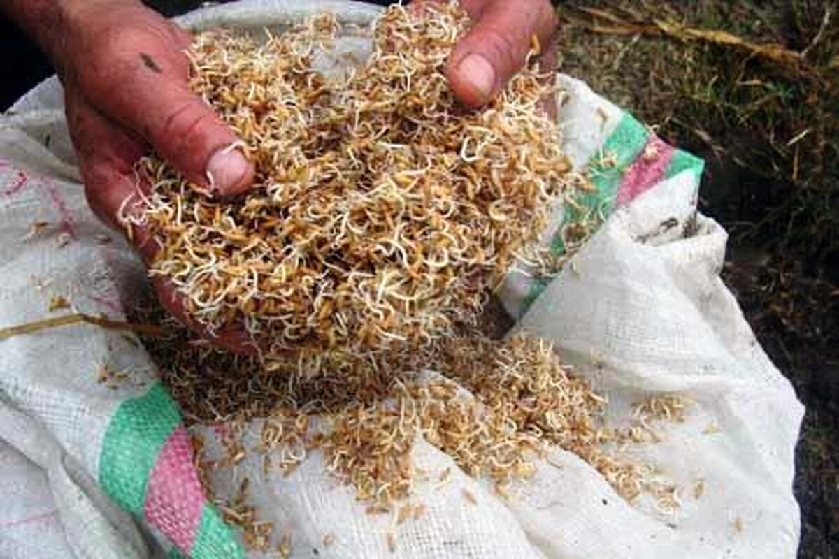 بذر برنج مازندران