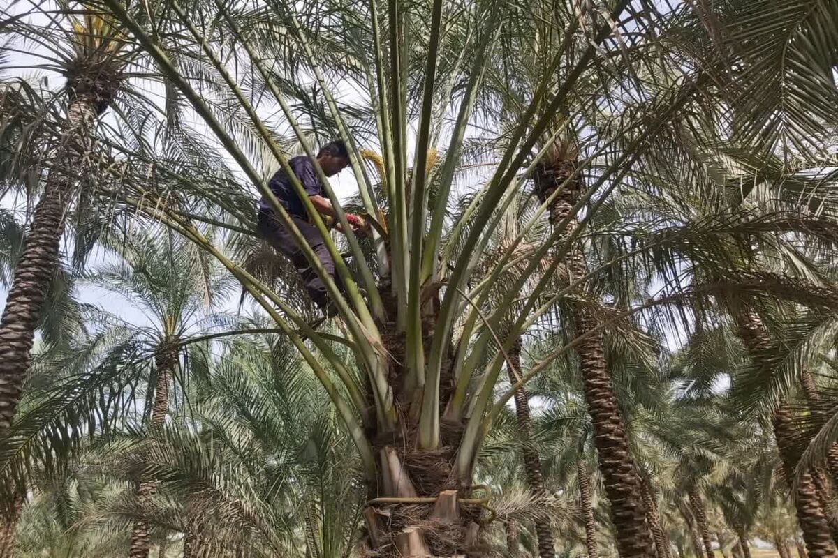 خرما 