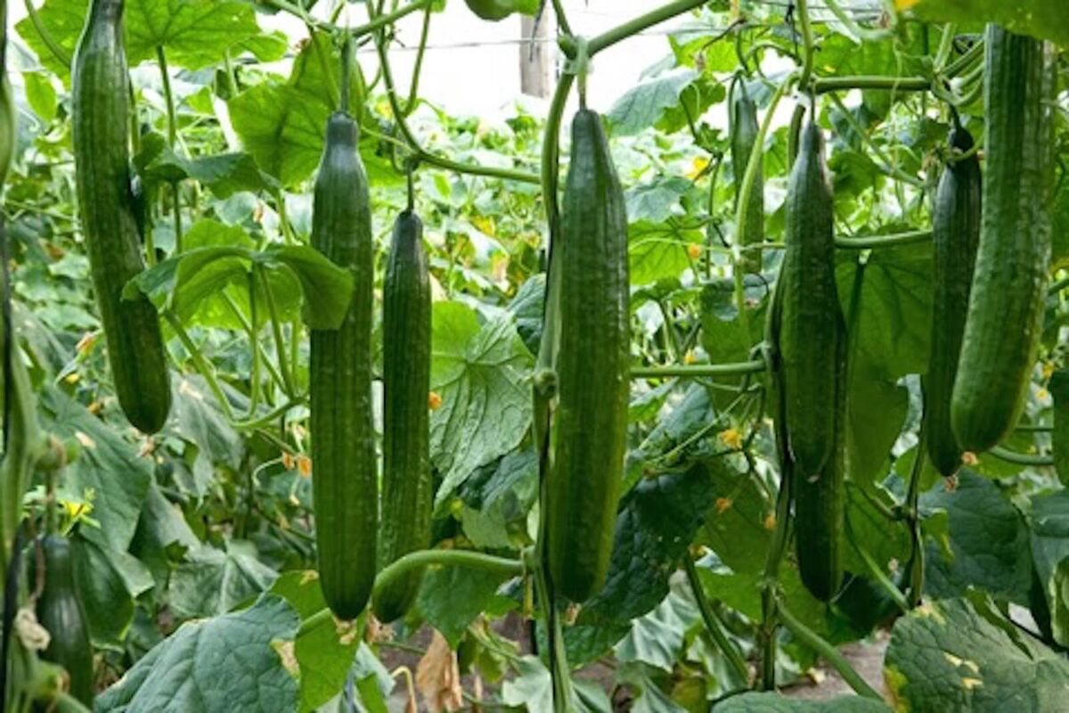 برداشت خیار