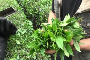 بیش از ۶۶۲ تن برگ سبز چای از چایکاران رامسر در ۱۰ ماهه امسال خریداری شد