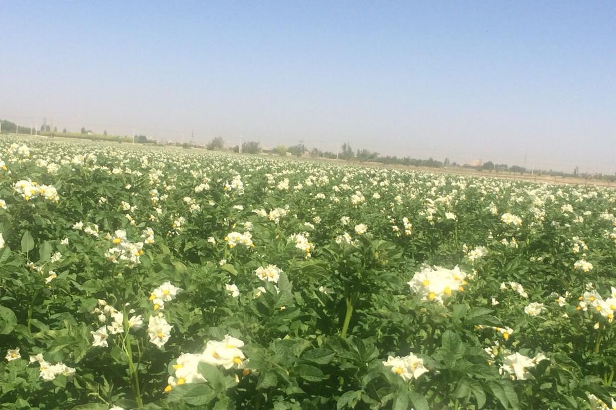 یونجه