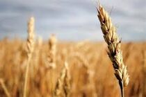 کاهش واردات و ایجاد اشتغال دست آورد دولت تدبیر و امید 