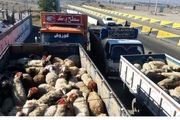 230 راس دام قاچاق در بناب کشف شد