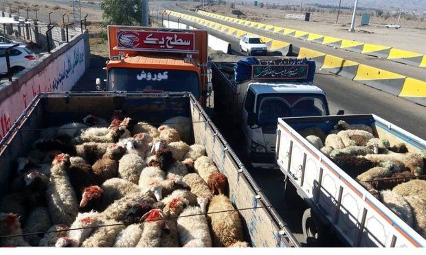 230 راس دام قاچاق در بناب کشف شد