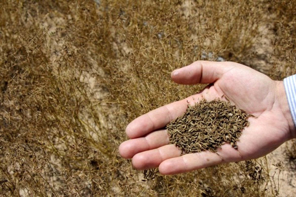 اصفهان- برداشت زیره