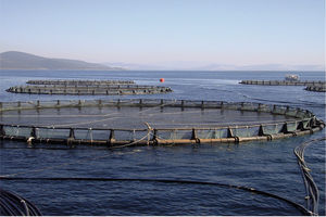 طرح های پیشنهادی پرورش میگو در بندرعباس، میناب و سیریک تصویب شد