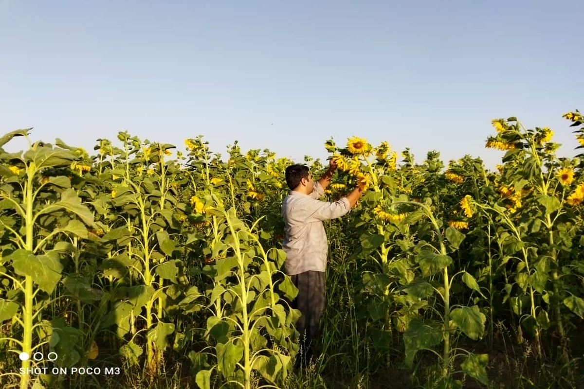 آفتابگردان هلیلان