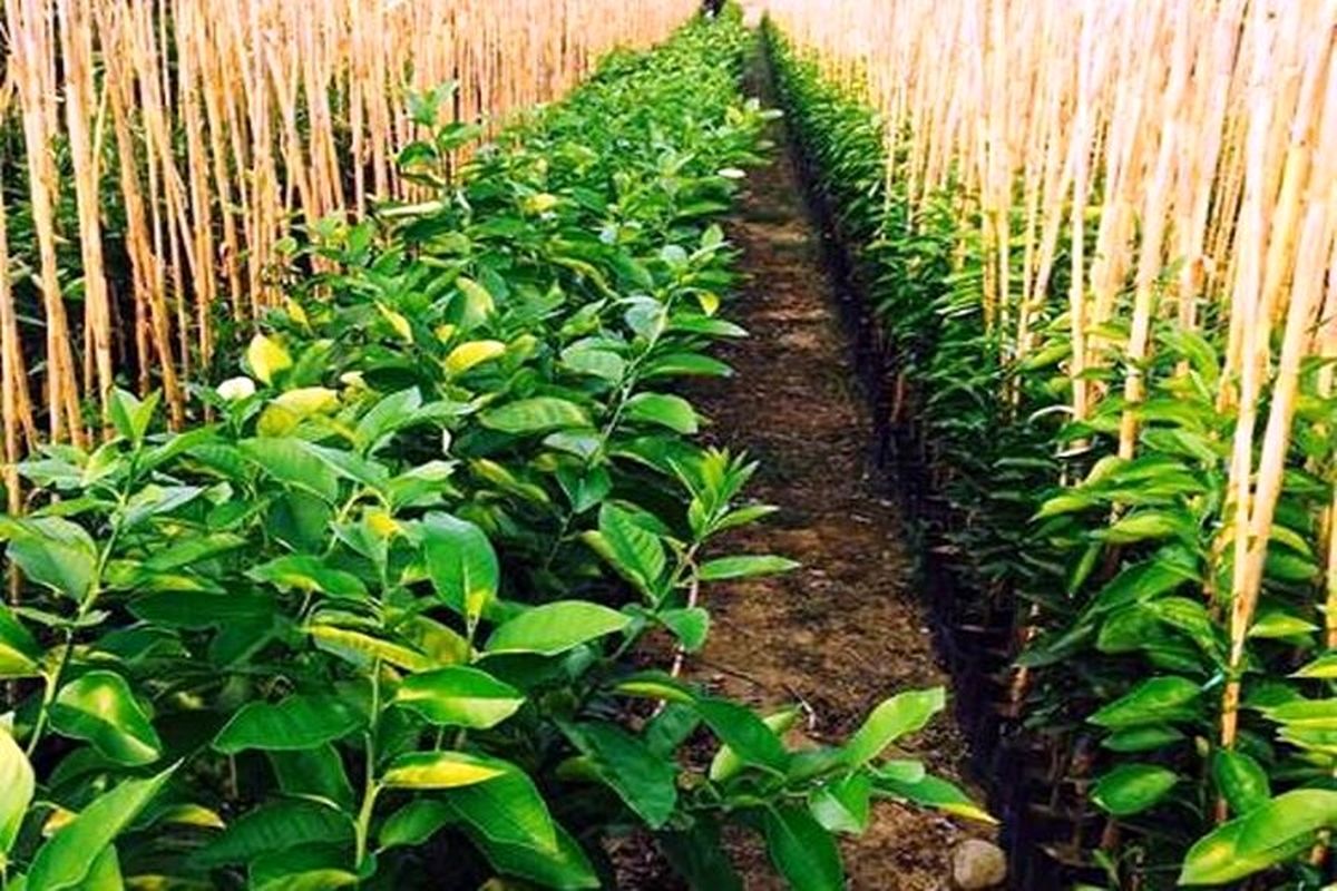 باغداران قزوین