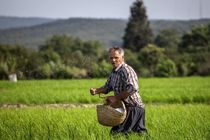 هزار و 837 میلیارد ریال از جرایم وام کشاورزان بخشوده شده است 