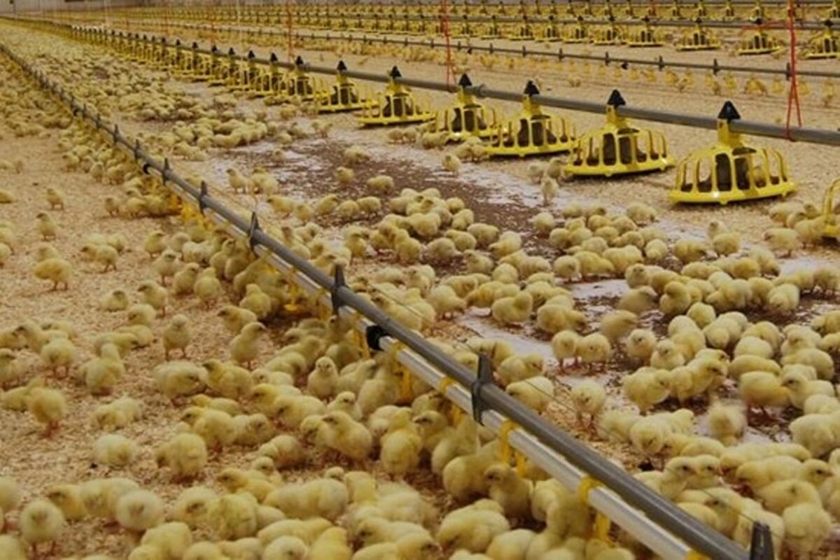 پولت تخمگذار