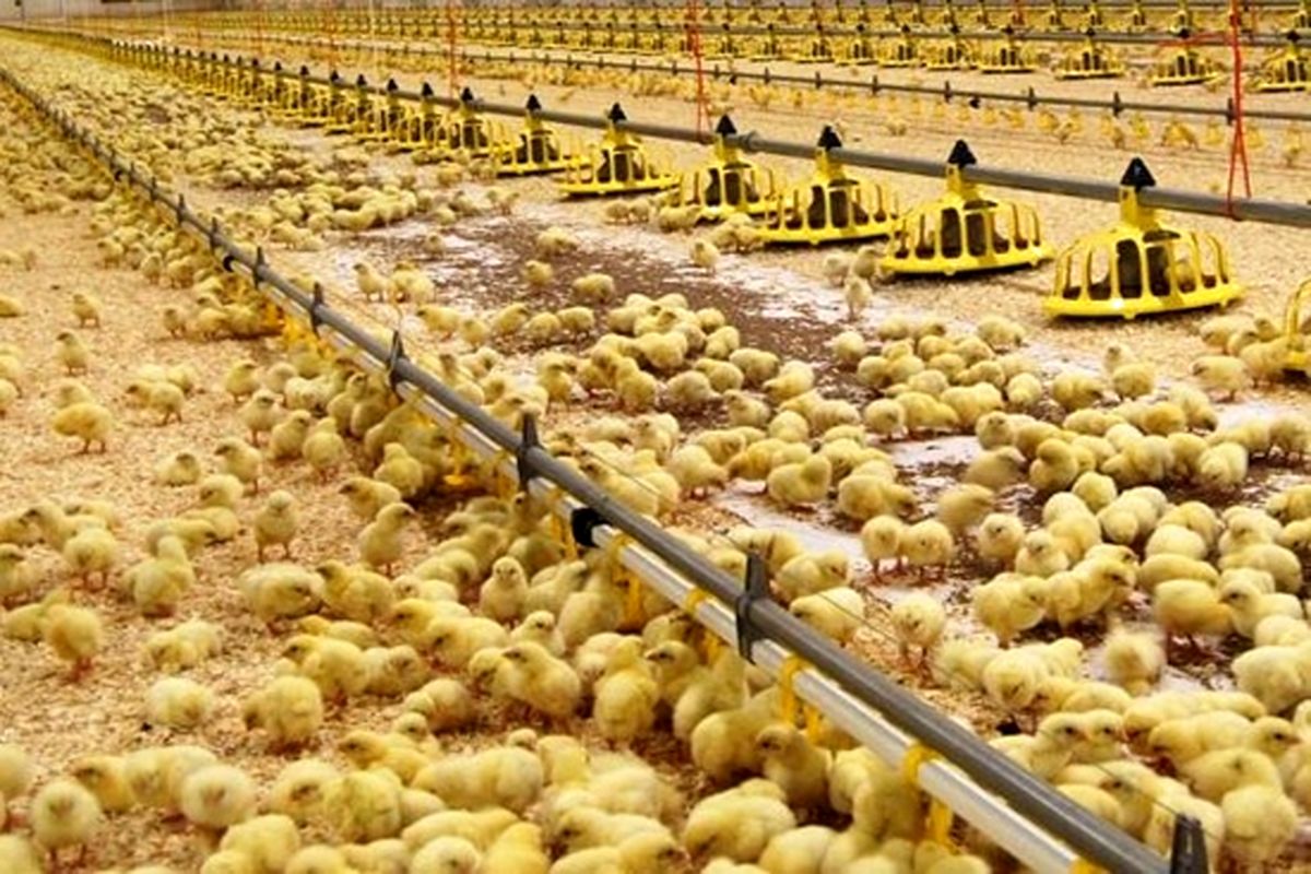 پولت تخمگذار