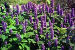 برداشت بیش از ۱۷هزار تن گیاه دارویی در کاشان