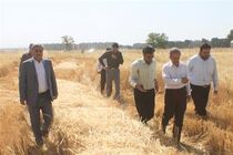 یولاف زراعی در ۷ هکتار به تولید انبوه رسید