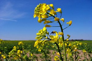 ١٢٦ هزارتن کلزا خریداری شد