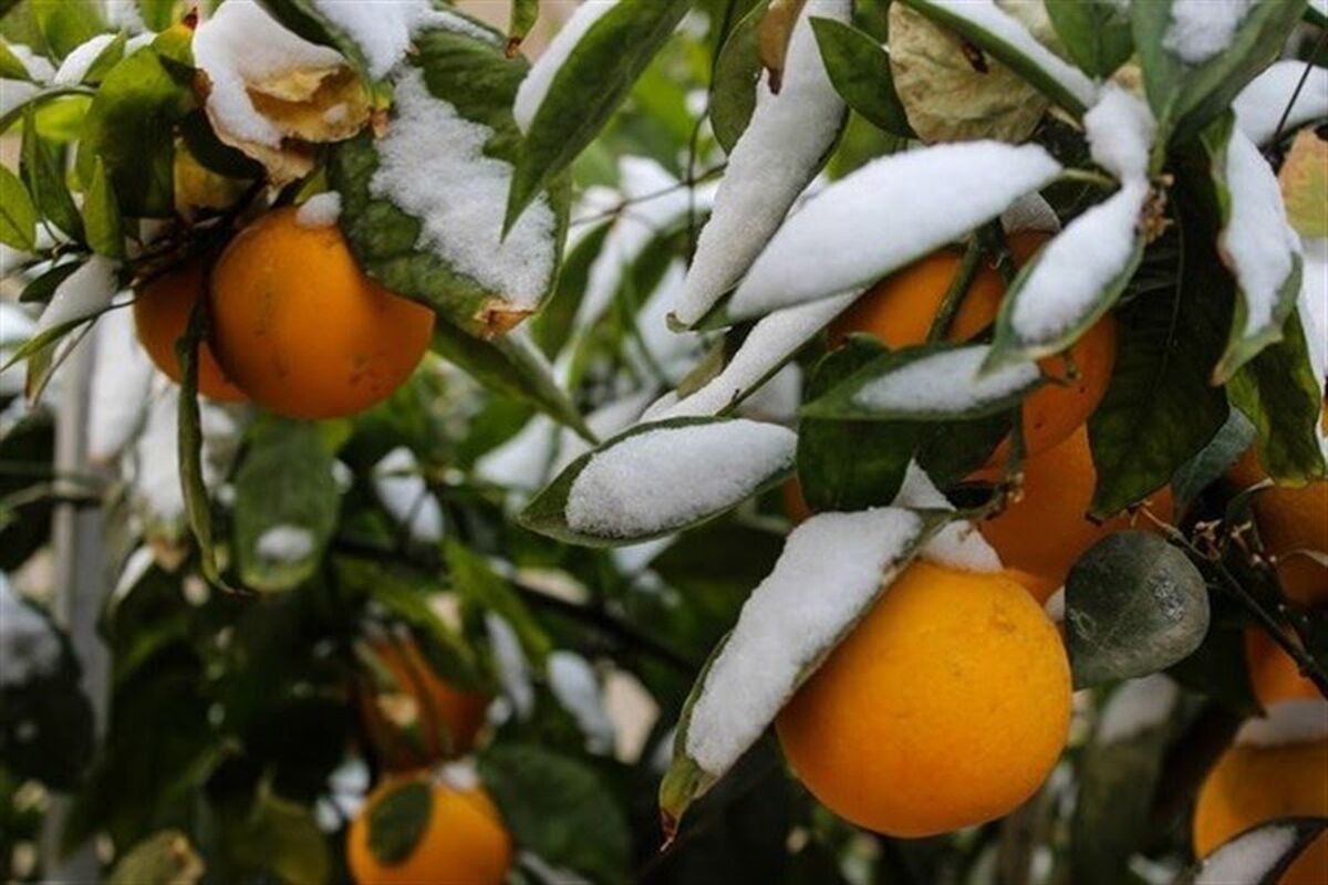 سرمازدگی محصولات کشاورزی