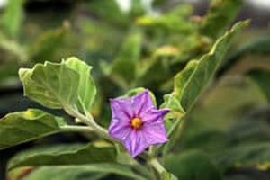 استقرار پایگاه های نوآوری کشاورزی در هشترود