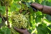 کاهش 60 درصدی برداشت انگور در تیران و کرون