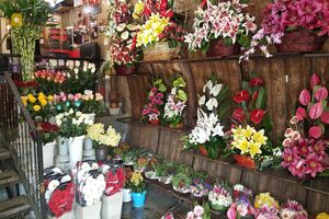 خون گل کاران در شیشه گل فروشان / مافیای گل ریشه تولید را خشکاند