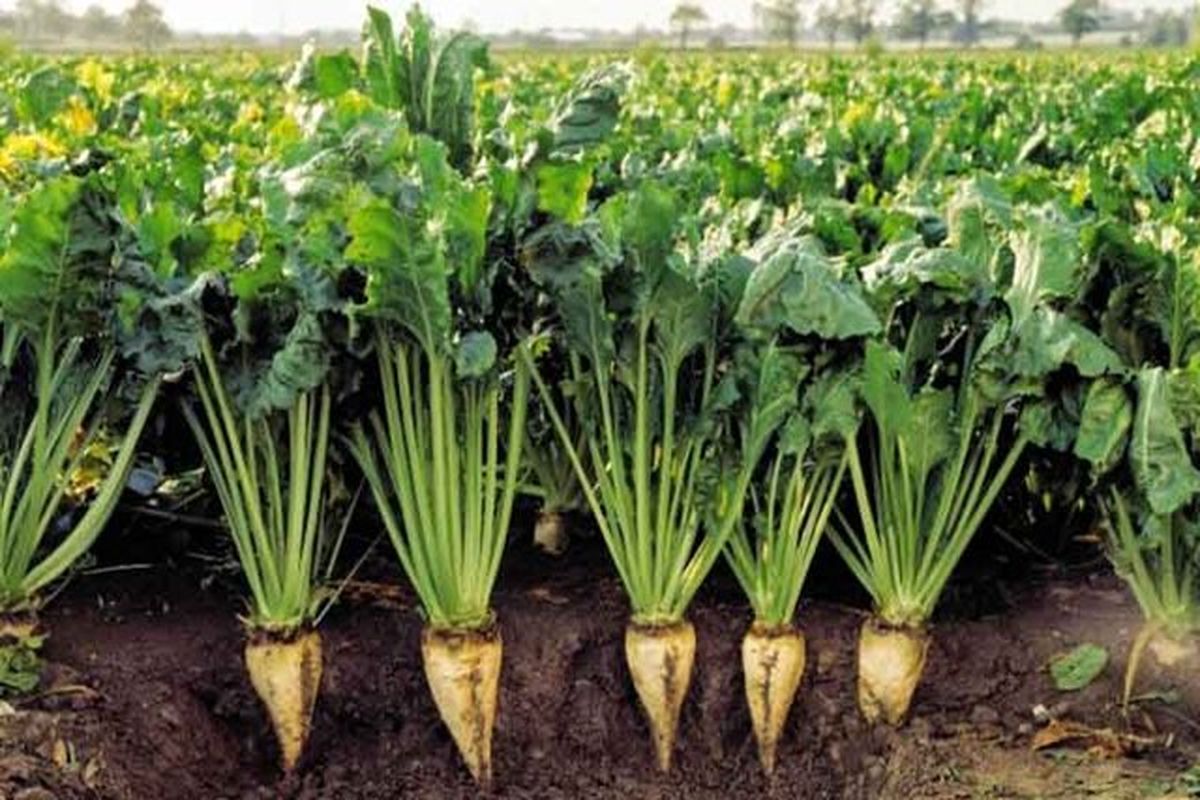 چغندر قند در شهرستان تربت حیدریه