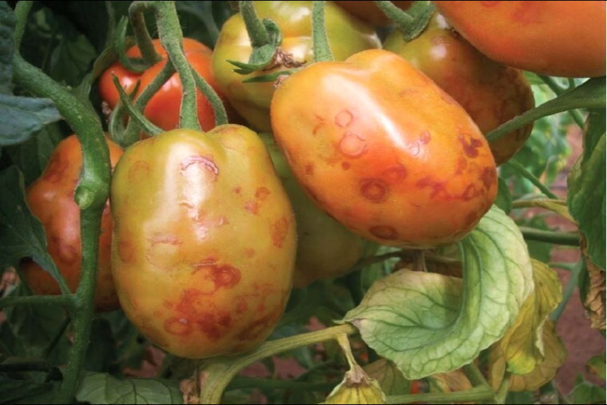 گوجه