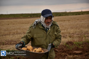 کشاورزان اردبیلی نقره داغ بی تدبیری شدند