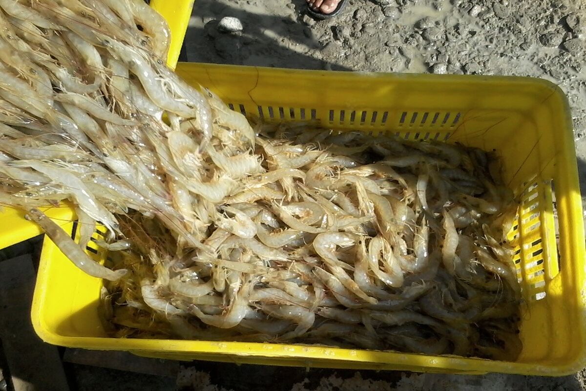 میگو