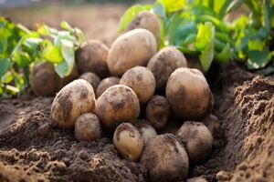 عجب‌شیر قطب کشت سیب‌زمینی در آذربایجان‌شرقی است
