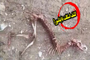 اسکلت دایناسور در بخش کجور مازندران از شایعه تا نظر کارشناسی!؟+ فیلم