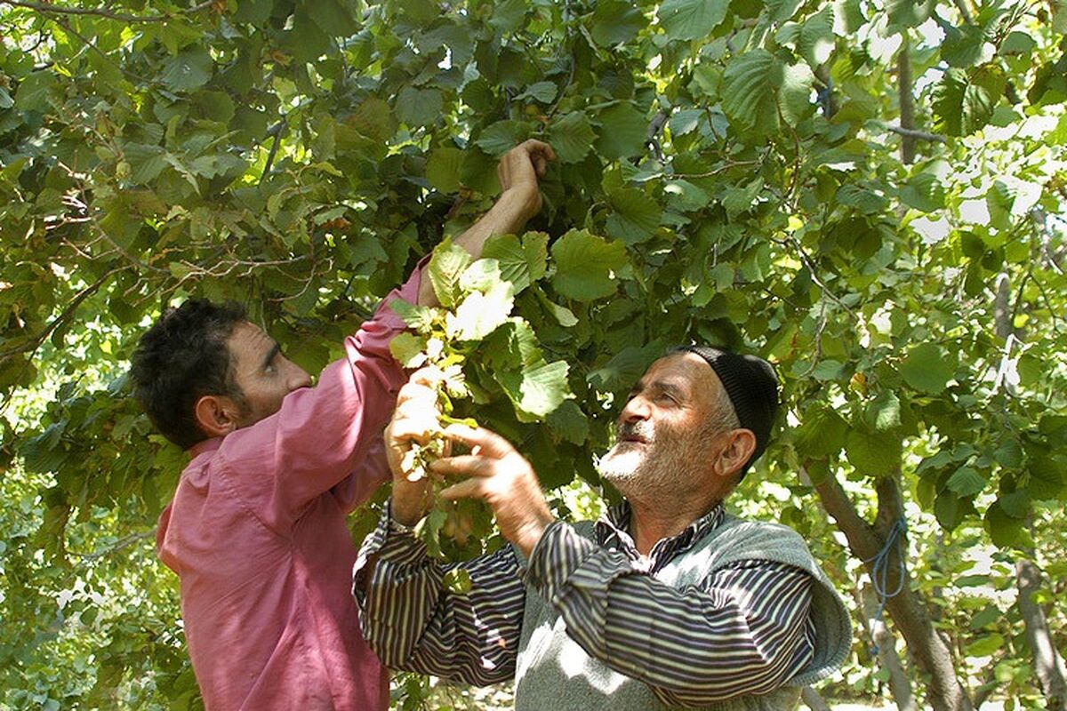 برداشت فندق