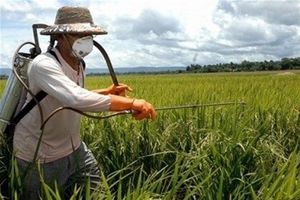 مبارزه بیولوژیکی در سطح مزارع کرمانشاه به 32 هزار هکتار می رسد