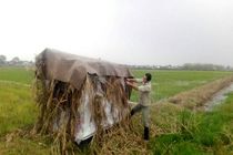 تخریب کومه های شکاری در اراضی کشاورزی لنگرود