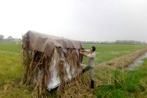 تخریب کومه های شکاری در اراضی کشاورزی لنگرود