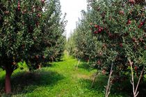 ۱۰ هزار هکتار از باغ‌های استان اصفهان در گیر تنش آبی قرار دارد