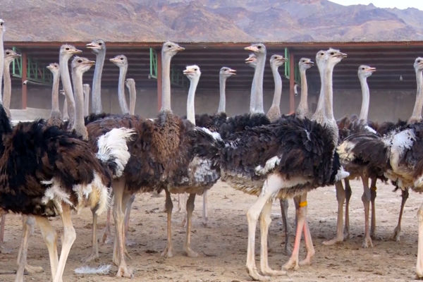 رشد سه‌برابری صادرات جوجه شترمرغ از مرز دوغارون به افغانستان