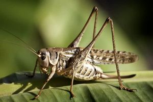 آغاز مبارزه با آفت ملخ مراکشی در فارس 