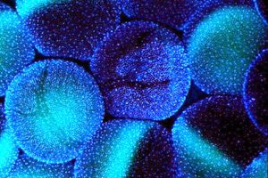 زلزله شدید ۶.۲ ریشتری مناطق مرکزی ایتالیا را لرزاند