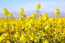 قرارداد 48 هکتاری کشت کلزا در قائم شهر