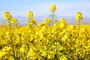 پیش بینی تولید 2800 تن کلزا در میاندورود