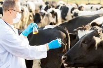 کشف و ضبط انبار داروهای دامی تقلبی در البرز