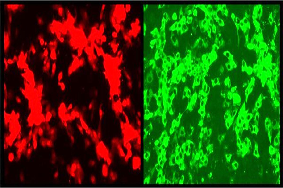 کروناویروس درخشان