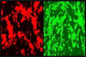 تشخیص سریع کووید-۱۹ با کمک کروناویروس درخشان!